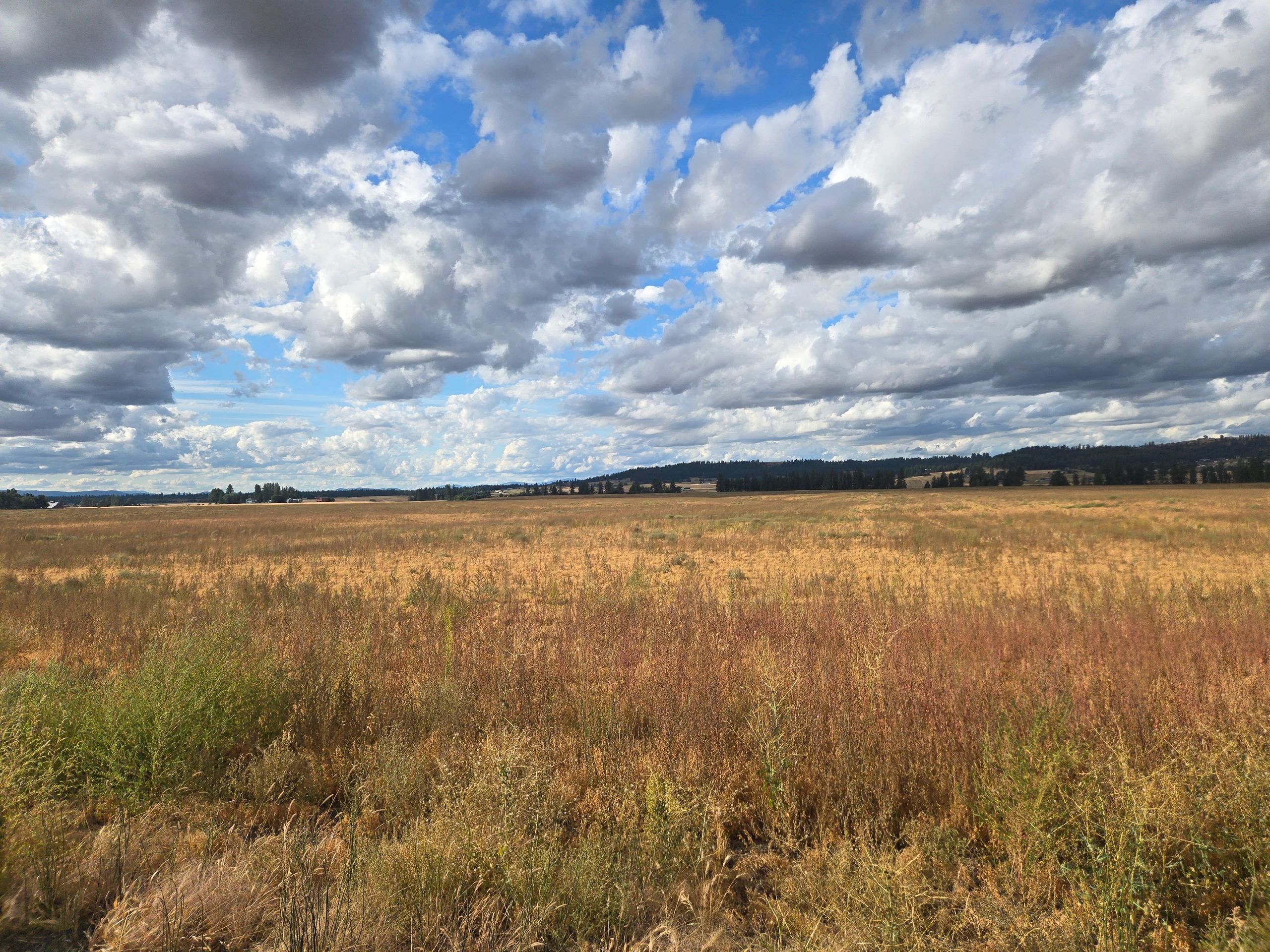 Golden grain field with dramatic sky in rural Washington